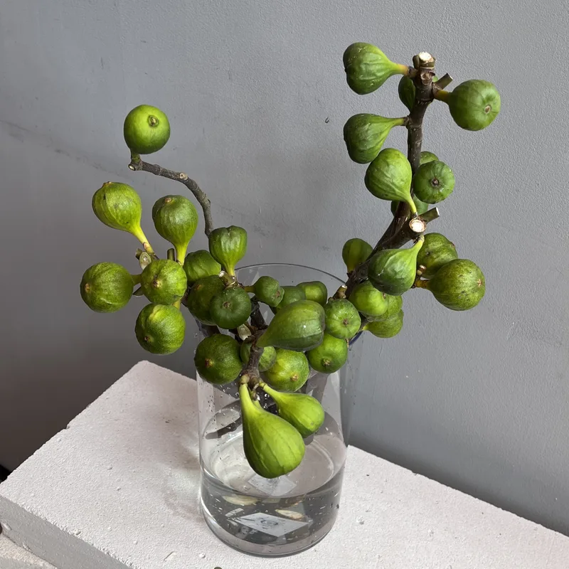 Инжир [ветка] — купить в Казани, STEMS