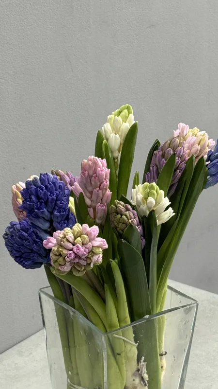 Гиацинт Микс — купить в Казани, STEMS
