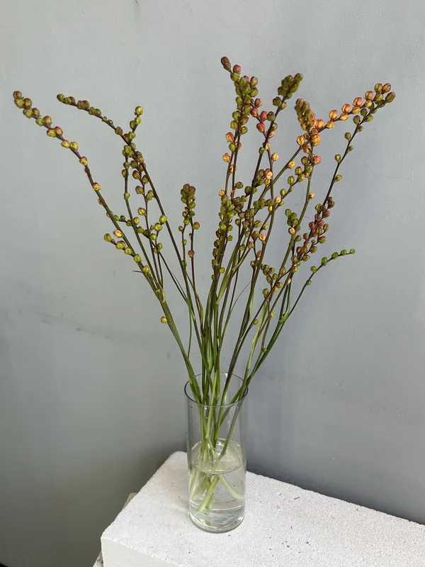 Крокосмия красная — купить в Казани, STEMS