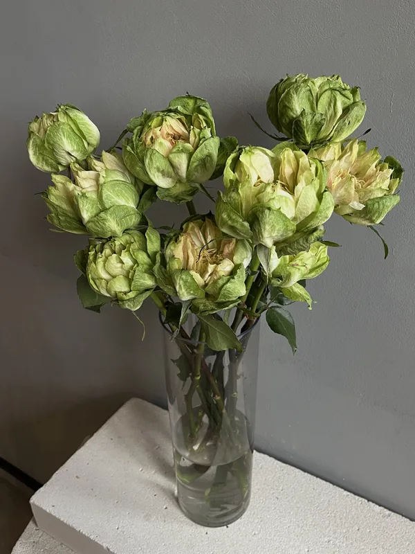 Роза Вегги — купить в Казани, STEMS