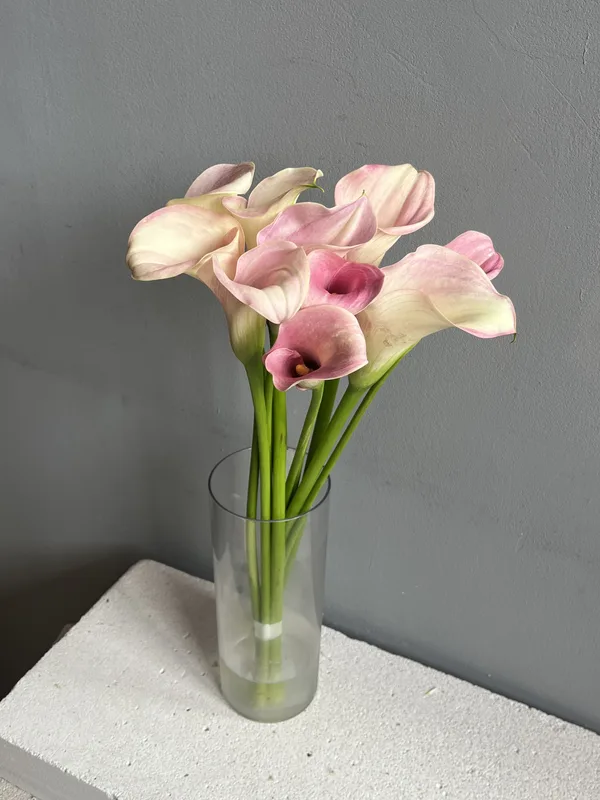 Каллы персиковые — купить в Казани, STEMS