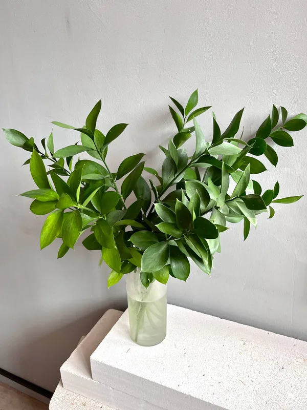 Рускус — купить в Казани, STEMS