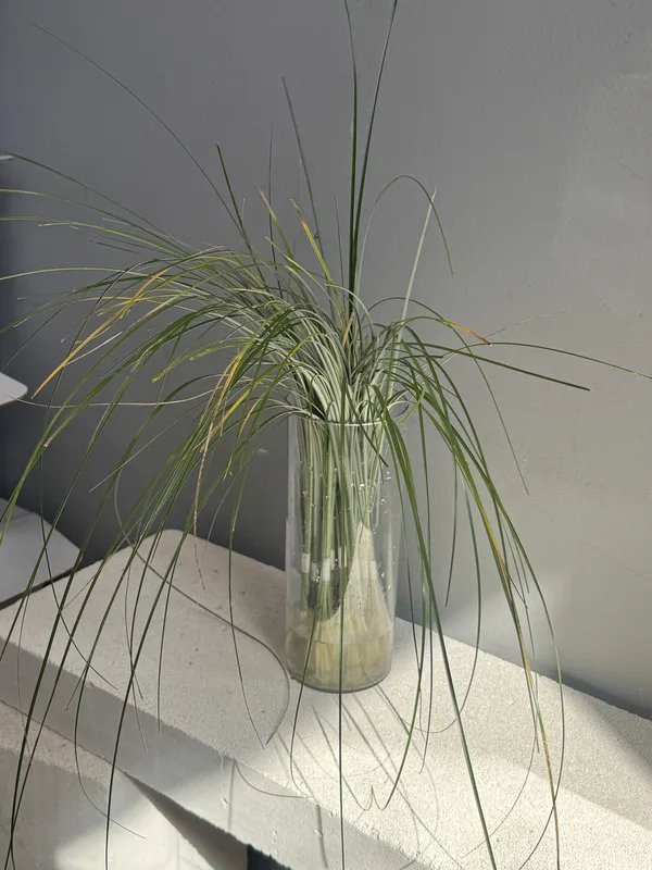 Берграсс [охапка] — купить в Казани, STEMS