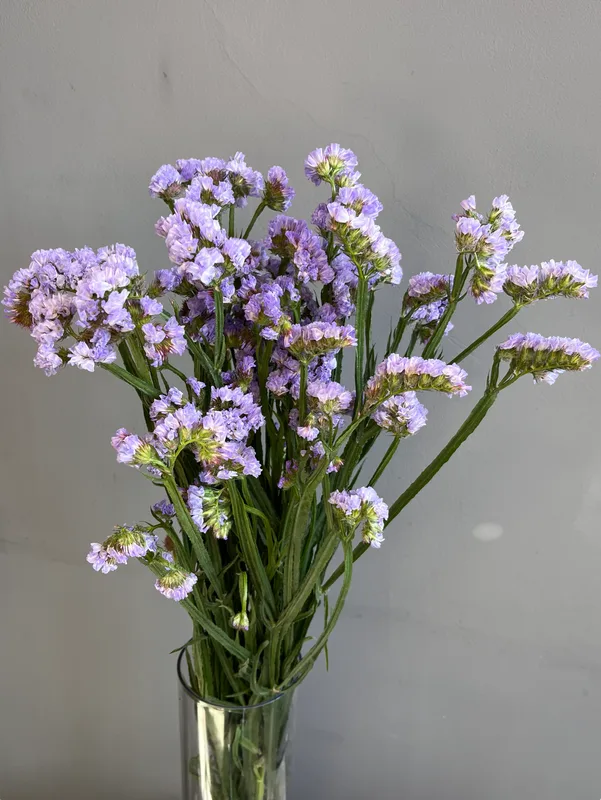 Статица лиловая — купить в Казани, STEMS