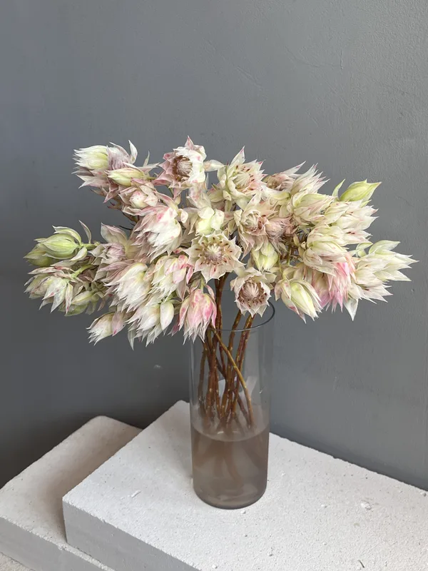 Серрурия — купить в Казани, STEMS