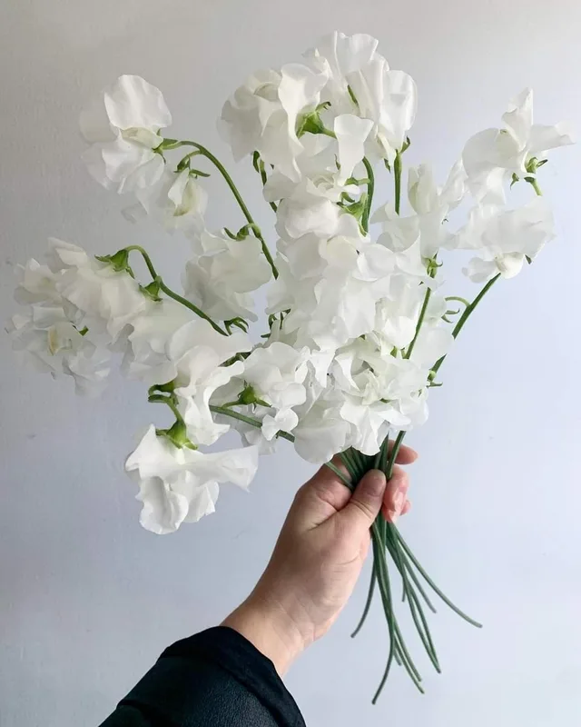 Латирус белый — купить в Казани, STEMS