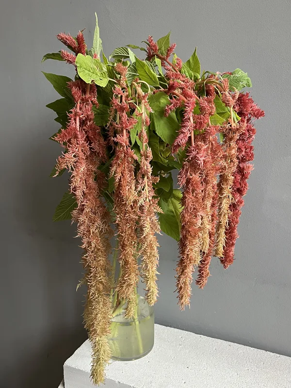 Амарант Спайдер — купить в Казани, STEMS