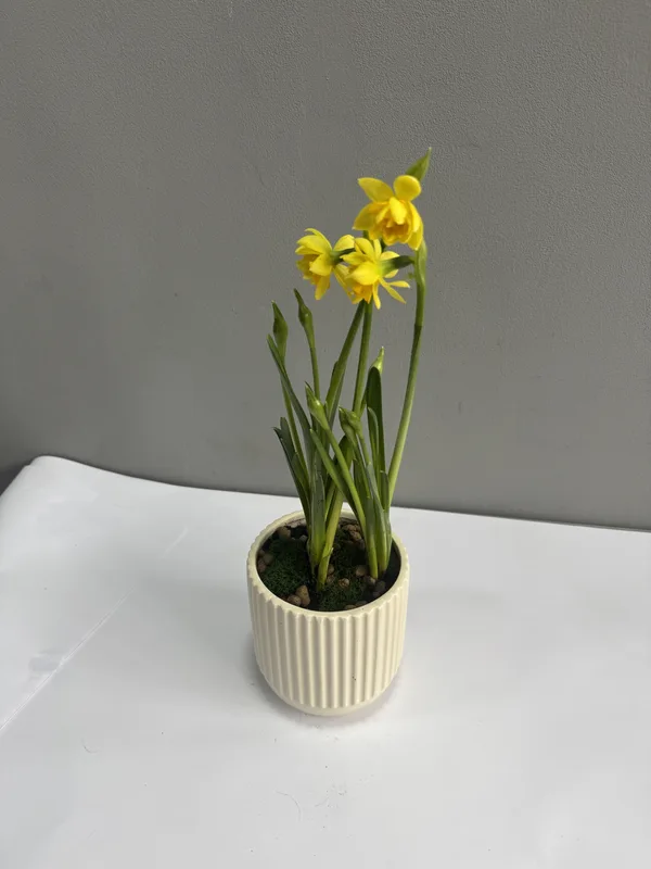 Первоцвет S — купить в Казани, STEMS