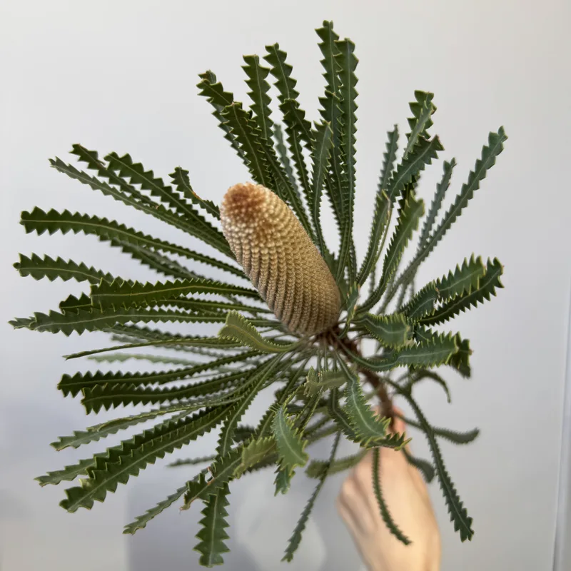 Банксия — купить в Казани, STEMS