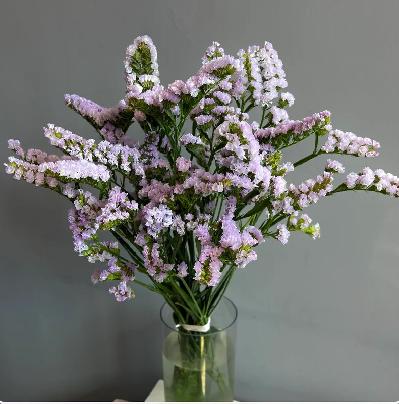 Статица фиолетовая — купить в Казани, STEMS