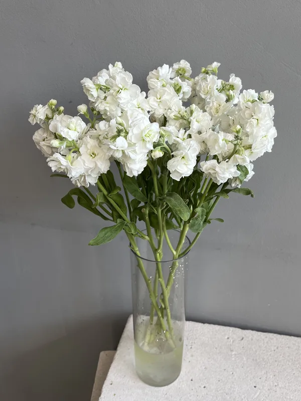 Маттиола белая — купить в Казани, STEMS