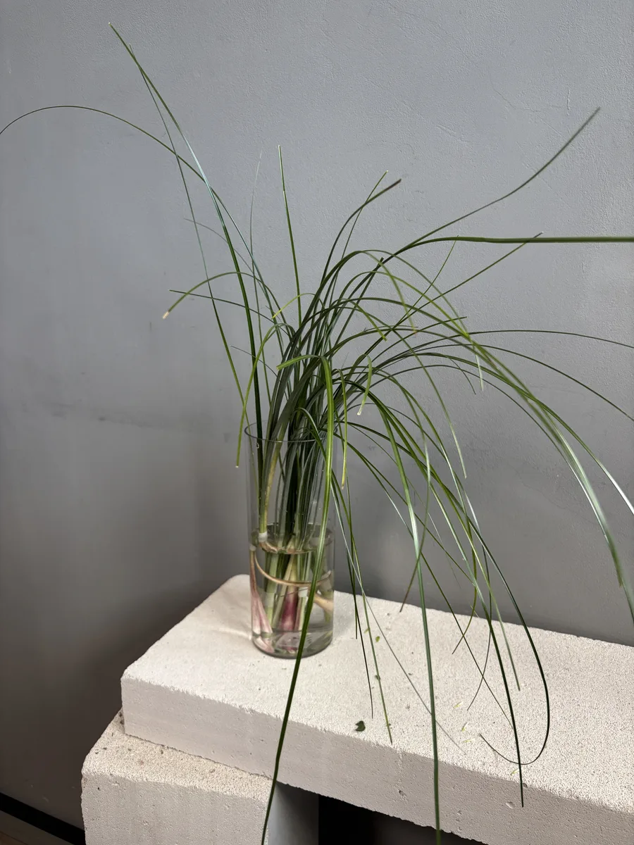 Берграсс [охапка] — купить в Казани, STEMS