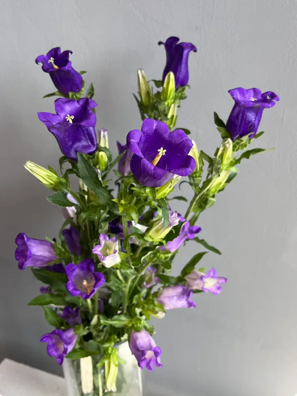 Кампанула синяя — купить в Казани, STEMS