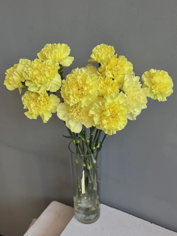Гвоздика желтая — купить в Казани, STEMS