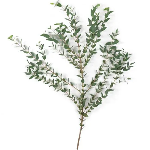 Эвкалипт Первифолия [ветка] — купить в Казани, STEMS