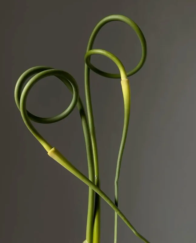 Аллиум Офиоскородон — купить в Казани, STEMS