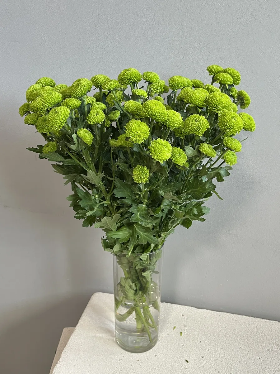 Сантини зеленая — купить в Казани, STEMS