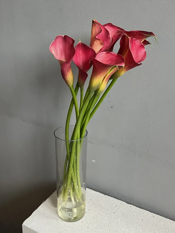 Каллы бордо — купить в Казани, STEMS