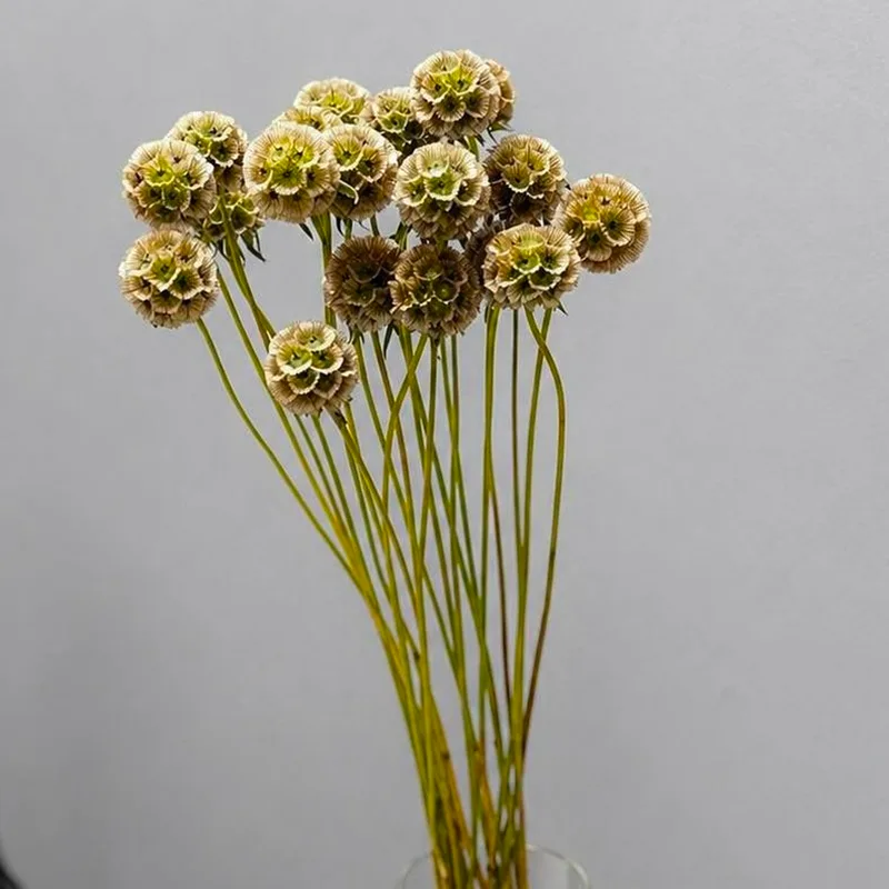 Скабиоза — купить в Казани, STEMS