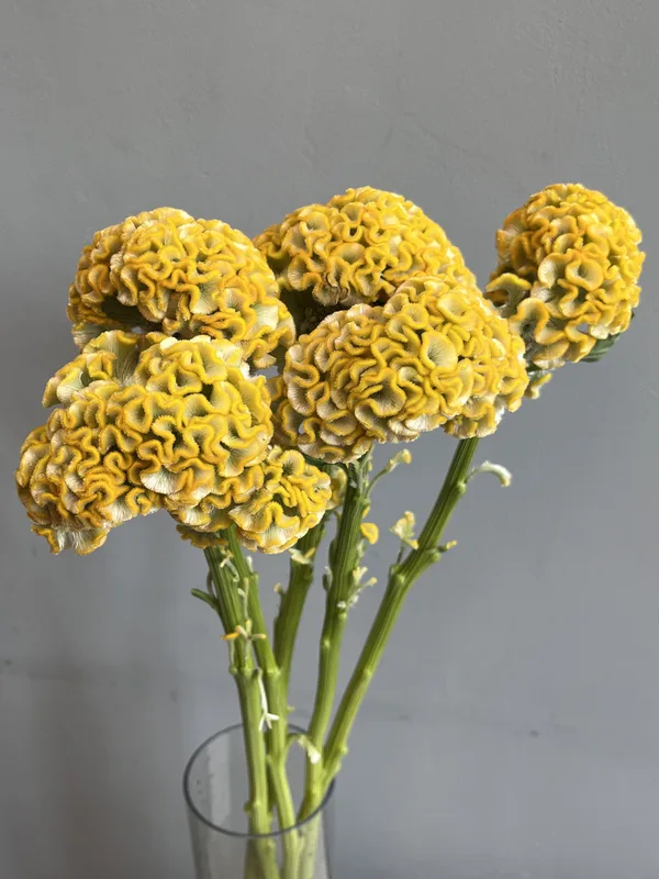 Целозия желтая — купить в Казани, STEMS