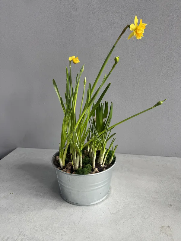 Первоцвет M — купить в Казани, STEMS
