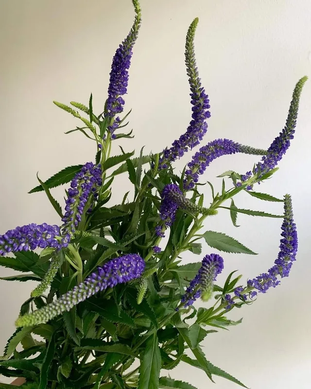 Вероника — купить в Казани, STEMS