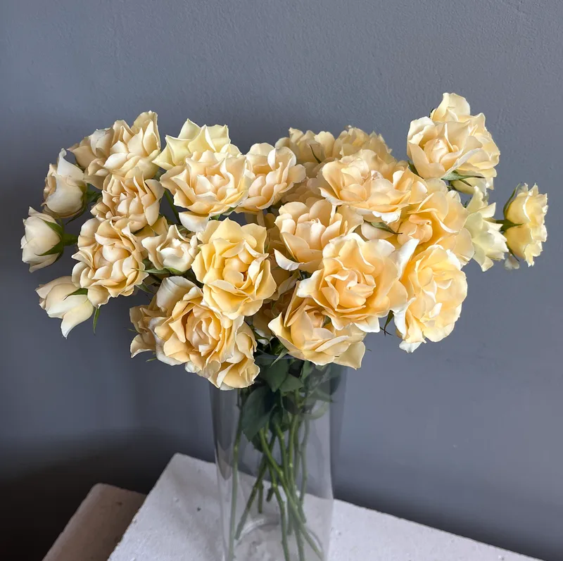 Роза кустовая сливочная — купить в Казани, STEMS