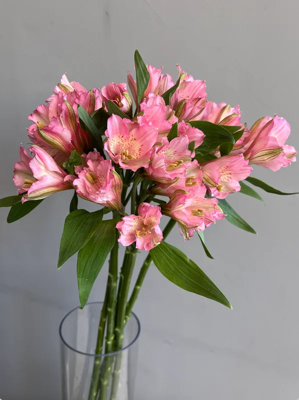 Альстромерия розовая — купить в Казани, STEMS
