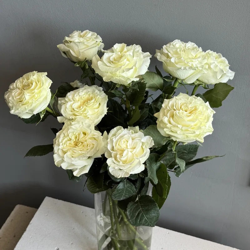 Роза Ангел Экспрешн — купить в Казани, STEMS