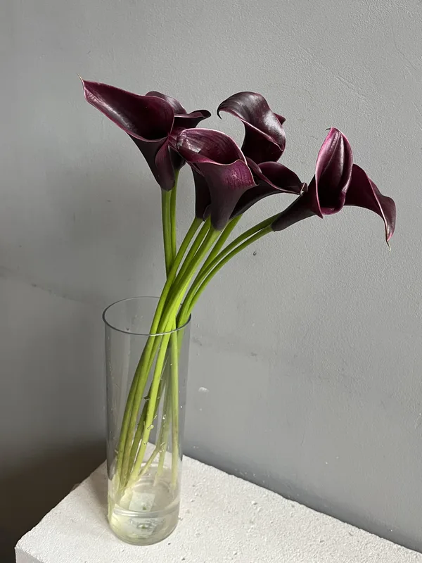 Каллы черничные — купить в Казани, STEMS