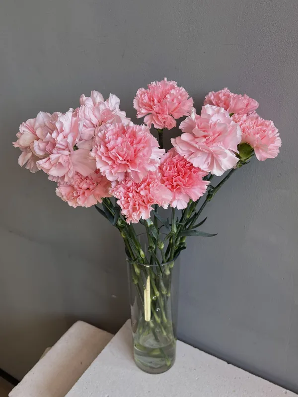 Гвоздика розовая — купить в Казани, STEMS
