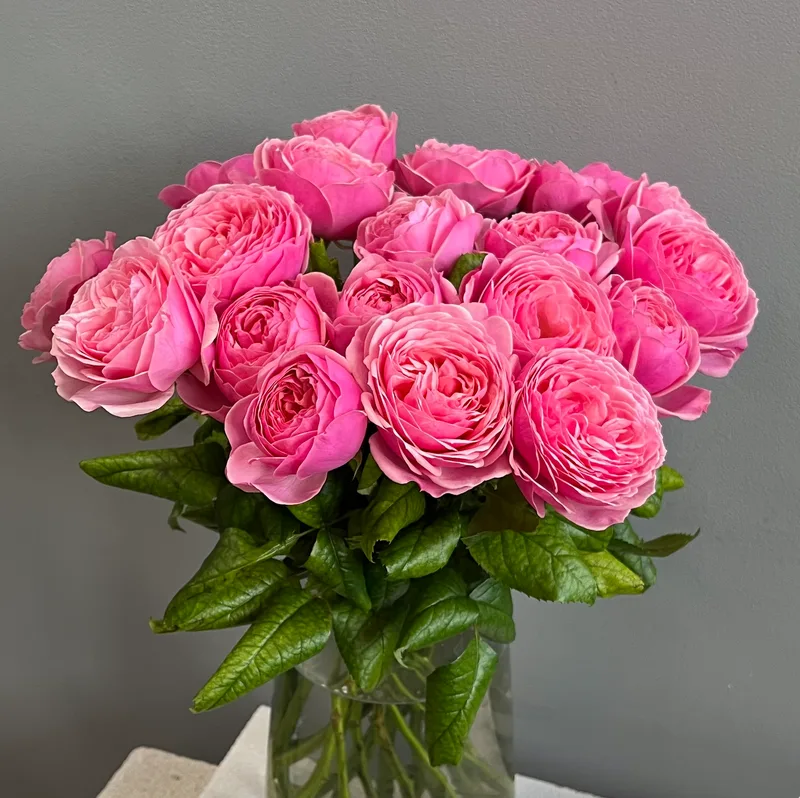 Роза Сильва — купить в Казани, STEMS