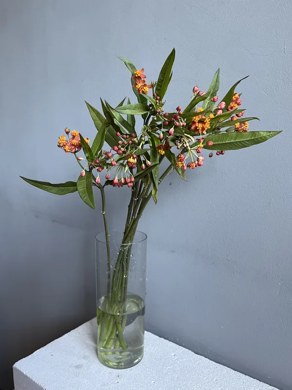 Асклепиас — купить в Казани, STEMS