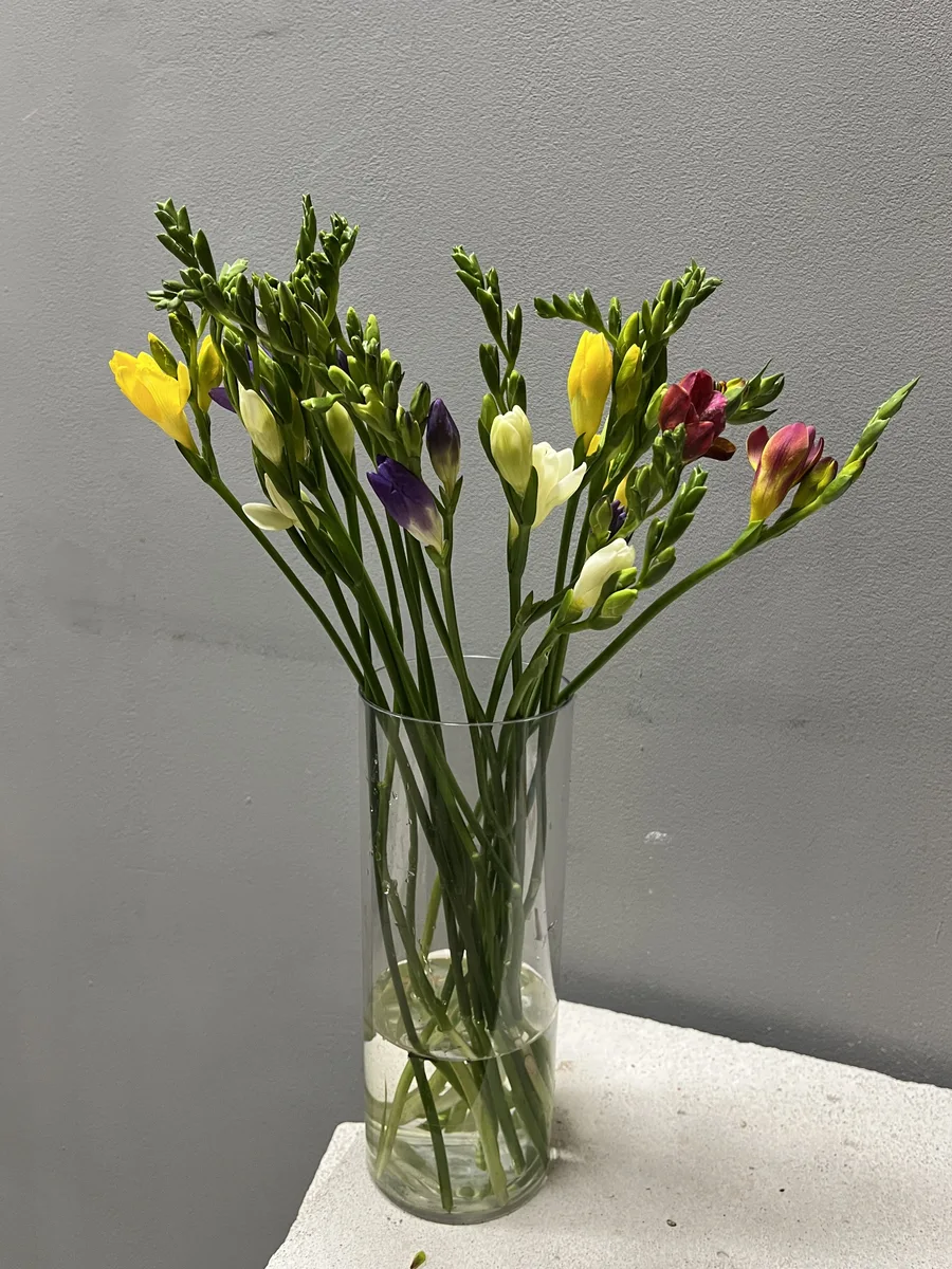 Фрезия [Микс] — купить в Казани, STEMS