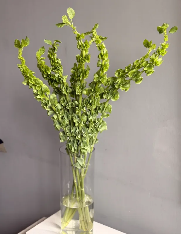 Молюцелла — купить в Казани, STEMS