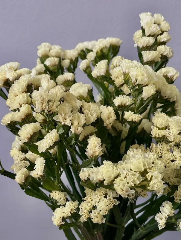 Статица желтая — купить в Казани, STEMS