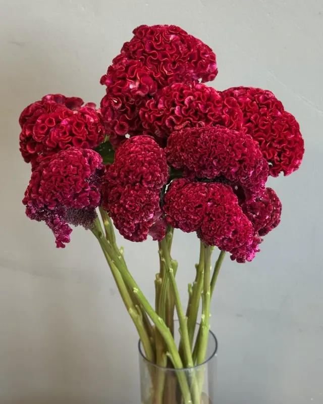 Целозия бордо — купить в Казани, STEMS
