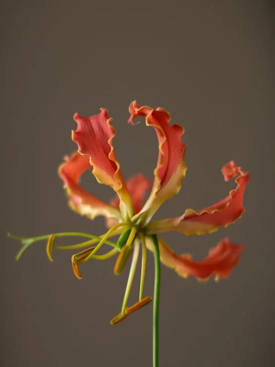 Глориоза — купить в Казани, STEMS