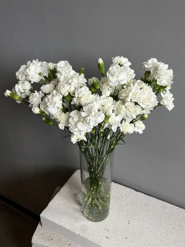 Гвоздика кустовая белая — купить в Казани, STEMS