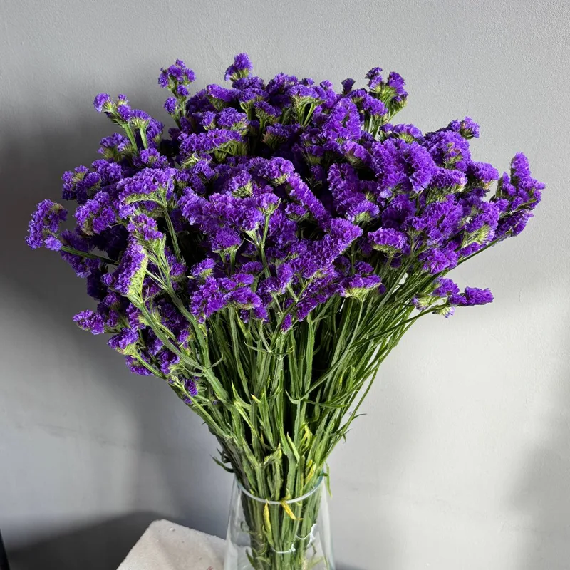 Статица синяя  — купить в Казани, STEMS