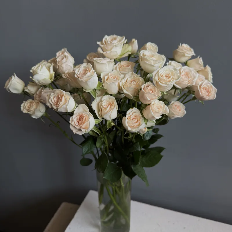 Роза кустовая айвори — купить в Казани, STEMS