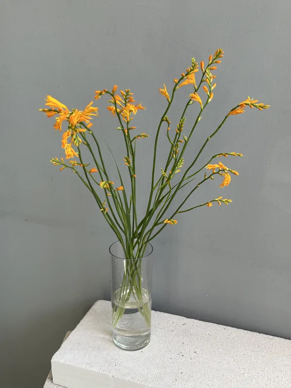 Крокосмия желтая — купить в Казани, STEMS