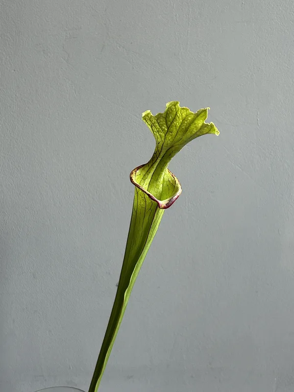 Саррацения — купить в Казани, STEMS
