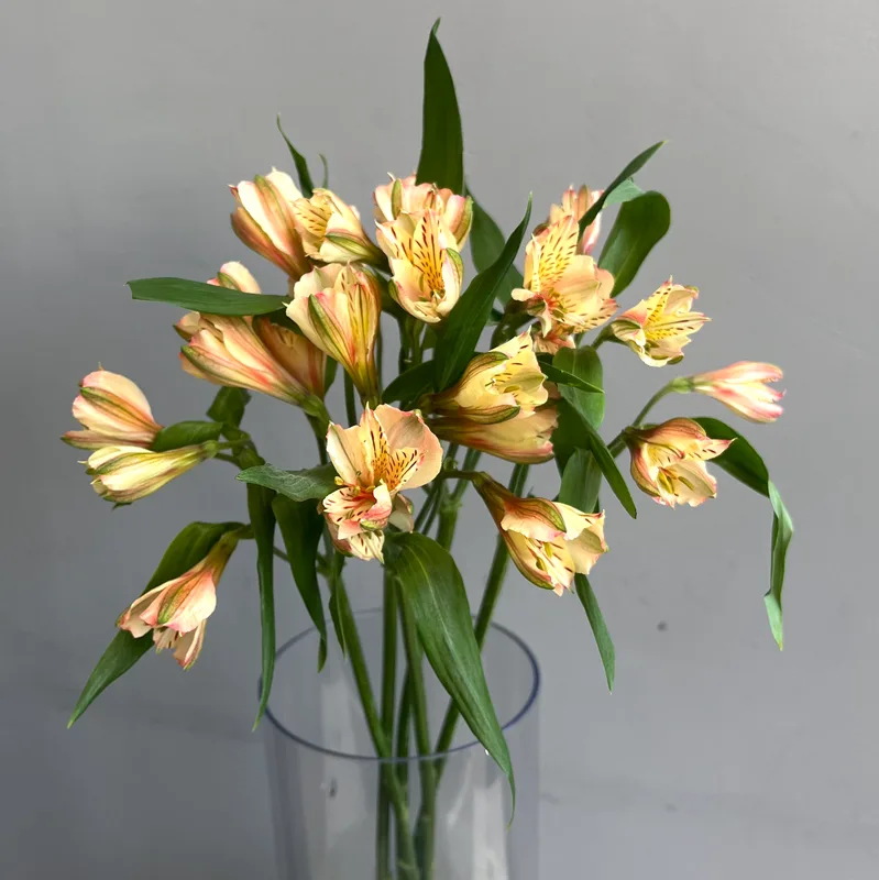 Альстромерия персиковая — купить в Казани, STEMS