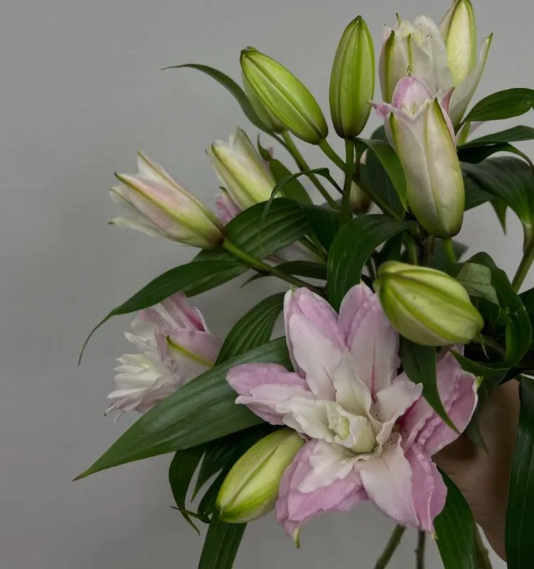 Лилия пионовидная — купить в Казани, STEMS