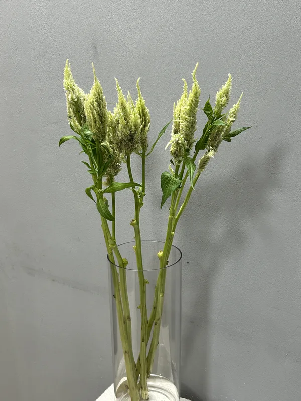 Целозия Сандей — купить в Казани, STEMS