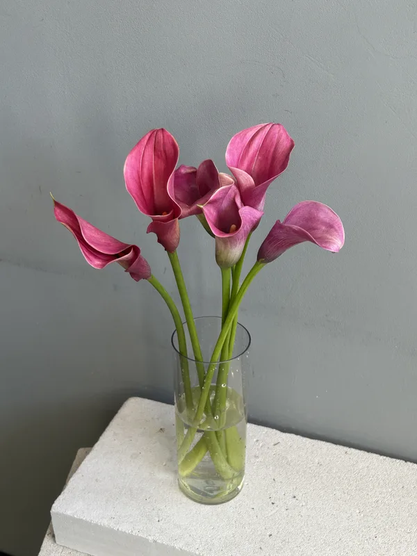 Каллы розовые — купить в Казани, STEMS