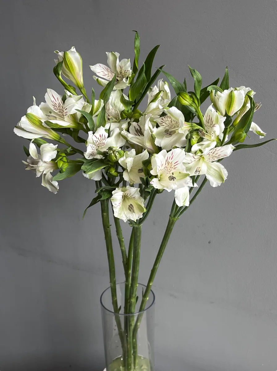 Альстромерия белая — купить в Казани, STEMS