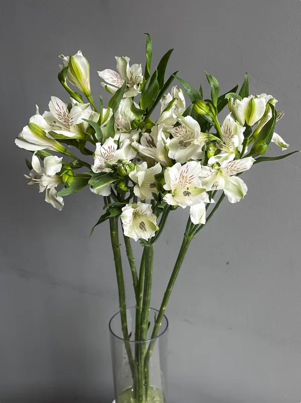 Альстромерия белая — купить в Казани, STEMS