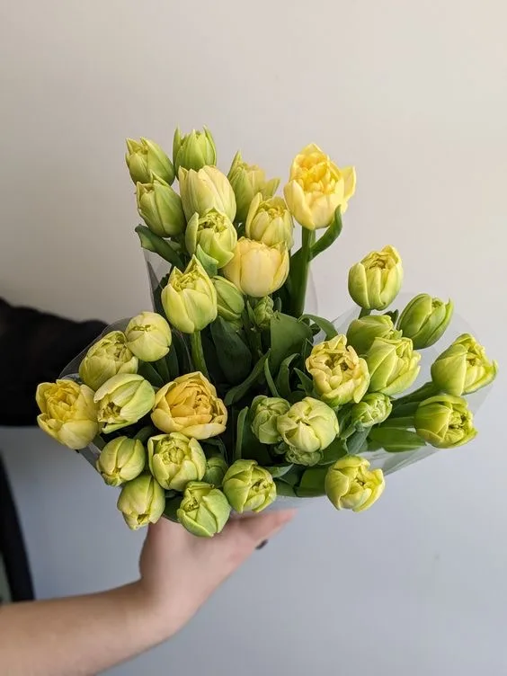 Тюльпан MARIE — купить в Казани, STEMS